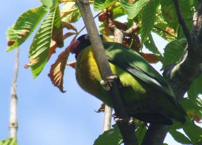 Прикрепленное изображение: ner2.jpg